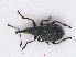  (Holotrichapion - RMNH.INS.542772)  @13 [ ] CreativeCommons - Attribution Non-Commercial Share-Alike (2013) Unspecified Naturalis Biodiversity Center