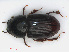  ( - RMNH.INS.542774)  @11 [ ] CreativeCommons - Attribution Non-Commercial Share-Alike (2013) Unspecified Naturalis Biodiversity Center