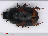  ( - RMNH.INS.542778)  @11 [ ] CreativeCommons - Attribution Non-Commercial Share-Alike (2013) Unspecified Naturalis Biodiversity Center