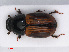  (Aphodius foetidus - RMNH.INS.542817)  @13 [ ] CreativeCommons - Attribution Non-Commercial Share-Alike (2013) Unspecified Naturalis Biodiversity Center