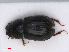  (Parammoecius corvinus - RMNH.INS.542819)  @13 [ ] CreativeCommons - Attribution Non-Commercial Share-Alike (2013) Unspecified Naturalis Biodiversity Center
