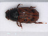  (Limarus - RMNH.INS.542821)  @13 [ ] CreativeCommons - Attribution Non-Commercial Share-Alike (2013) Unspecified Naturalis Biodiversity Center