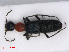  ( - RMNH.INS.542831)  @12 [ ] CreativeCommons - Attribution Non-Commercial Share-Alike (2013) Unspecified Naturalis Biodiversity Center