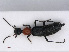  ( - RMNH.INS.542832)  @11 [ ] CreativeCommons - Attribution Non-Commercial Share-Alike (2013) Unspecified Naturalis Biodiversity Center