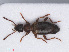  ( - RMNH.INS.542855)  @11 [ ] CreativeCommons - Attribution Non-Commercial Share-Alike (2013) Unspecified Naturalis Biodiversity Center