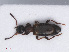  ( - RMNH.INS.542856)  @11 [ ] CreativeCommons - Attribution Non-Commercial Share-Alike (2013) Unspecified Naturalis Biodiversity Center