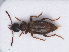  ( - RMNH.INS.542857)  @11 [ ] CreativeCommons - Attribution Non-Commercial Share-Alike (2013) Unspecified Naturalis Biodiversity Center