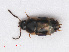  ( - RMNH.INS.542877)  @11 [ ] CreativeCommons - Attribution Non-Commercial Share-Alike (2013) Unspecified Naturalis Biodiversity Center