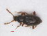  ( - RMNH.INS.542890)  @13 [ ] CreativeCommons - Attribution Non-Commercial Share-Alike (2013) Unspecified Naturalis Biodiversity Center