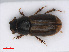  ( - RMNH.INS.542912)  @13 [ ] CreativeCommons - Attribution Non-Commercial Share-Alike (2013) Unspecified Naturalis Biodiversity Center
