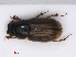  ( - RMNH.INS.542914)  @13 [ ] CreativeCommons - Attribution Non-Commercial Share-Alike (2013) Unspecified Naturalis Biodiversity Center