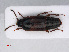  (Tachinus humeralis - RMNH.INS.542932)  @14 [ ] CreativeCommons - Attribution Non-Commercial Share-Alike (2013) Unspecified Naturalis Biodiversity Center