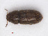  ( - RMNH.INS.542945)  @13 [ ] CreativeCommons - Attribution Non-Commercial Share-Alike (2013) Unspecified Naturalis Biodiversity Center