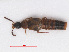  ( - RMNH.INS.542947)  @13 [ ] CreativeCommons - Attribution Non-Commercial Share-Alike (2013) Unspecified Naturalis Biodiversity Center