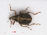  ( - RMNH.INS.542970)  @13 [ ] CreativeCommons - Attribution Non-Commercial Share-Alike (2013) Unspecified Naturalis Biodiversity Center