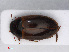  ( - RMNH.INS.542975)  @11 [ ] CreativeCommons - Attribution Non-Commercial Share-Alike (2013) Unspecified Naturalis Biodiversity Center