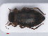  ( - RMNH.INS.542976)  @13 [ ] CreativeCommons - Attribution Non-Commercial Share-Alike (2013) Unspecified Naturalis Biodiversity Center