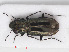  (Notiophilus substriatus - RMNH.INS.542990)  @14 [ ] CreativeCommons - Attribution Non-Commercial Share-Alike (2013) Unspecified Naturalis Biodiversity Center