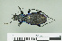  (Carabus violaceus - RMNH.INS.543015)  @14 [ ] CreativeCommons - Attribution Non-Commercial Share-Alike (2013) Unspecified Naturalis Biodiversity Center