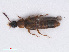  ( - RMNH.INS.543031)  @13 [ ] CreativeCommons - Attribution Non-Commercial Share-Alike (2013) Unspecified Naturalis Biodiversity Center