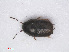 ( - RMNH.INS.543094)  @11 [ ] CreativeCommons - Attribution Non-Commercial Share-Alike (2013) Unspecified Naturalis Biodiversity Center
