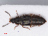  (Phyllodrepoidea - RMNH.INS.543098)  @14 [ ] CreativeCommons - Attribution Non-Commercial Share-Alike (2013) Unspecified Naturalis Biodiversity Center