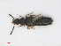  ( - RMNH.INS.543105)  @13 [ ] CreativeCommons - Attribution Non-Commercial Share-Alike (2013) Unspecified Naturalis Biodiversity Center