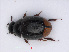  ( - RMNH.INS.543145)  @11 [ ] CreativeCommons - Attribution Non-Commercial Share-Alike (2013) Unspecified Naturalis Biodiversity Center
