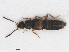  ( - RMNH.INS.543167)  @11 [ ] CreativeCommons - Attribution Non-Commercial Share-Alike (2013) Unspecified Naturalis Biodiversity Center