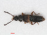  ( - RMNH.INS.543168)  @11 [ ] CreativeCommons - Attribution Non-Commercial Share-Alike (2013) Unspecified Naturalis Biodiversity Center