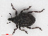  ( - RMNH.INS.543169)  @11 [ ] CreativeCommons - Attribution Non-Commercial Share-Alike (2013) Unspecified Naturalis Biodiversity Center