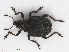  ( - RMNH.INS.543171)  @11 [ ] CreativeCommons - Attribution Non-Commercial Share-Alike (2013) Unspecified Naturalis Biodiversity Center