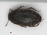  ( - RMNH.INS.543195)  @13 [ ] CreativeCommons - Attribution Non-Commercial Share-Alike (2013) Unspecified Naturalis Biodiversity Center