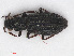  ( - RMNH.INS.543202)  @13 [ ] CreativeCommons - Attribution Non-Commercial Share-Alike (2013) Unspecified Naturalis Biodiversity Center