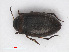  ( - RMNH.INS.543210)  @11 [ ] CreativeCommons - Attribution Non-Commercial Share-Alike (2013) Unspecified Naturalis Biodiversity Center