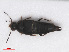  ( - RMNH.INS.543222)  @13 [ ] CreativeCommons - Attribution Non-Commercial Share-Alike (2013) Unspecified Naturalis Biodiversity Center