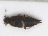  ( - RMNH.INS.543223)  @13 [ ] CreativeCommons - Attribution Non-Commercial Share-Alike (2013) Unspecified Naturalis Biodiversity Center