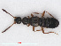  ( - RMNH.INS.543242)  @13 [ ] CreativeCommons - Attribution Non-Commercial Share-Alike (2013) Unspecified Naturalis Biodiversity Center