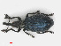 (Perapion violaceum - RMNH.INS.543246)  @13 [ ] CreativeCommons - Attribution Non-Commercial Share-Alike (2013) Unspecified Naturalis Biodiversity Center