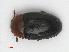  (Triplax rufipes - RMNH.INS.543256)  @14 [ ] CreativeCommons - Attribution Non-Commercial Share-Alike (2013) Unspecified Naturalis Biodiversity Center