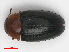  ( - RMNH.INS.543257)  @11 [ ] CreativeCommons - Attribution Non-Commercial Share-Alike (2013) Unspecified Naturalis Biodiversity Center