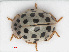  ( - RMNH.INS.543269)  @13 [ ] CreativeCommons - Attribution Non-Commercial Share-Alike (2013) Unspecified Naturalis Biodiversity Center