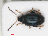  ( - RMNH.INS.543286)  @13 [ ] CreativeCommons - Attribution Non-Commercial Share-Alike (2013) Unspecified Naturalis Biodiversity Center