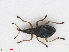  (Protapion nigritarse - RMNH.INS.543287)  @13 [ ] CreativeCommons - Attribution Non-Commercial Share-Alike (2013) Unspecified Naturalis Biodiversity Center