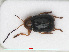  (Cryptocephalus pusillus - RMNH.INS.543288)  @14 [ ] CreativeCommons - Attribution Non-Commercial Share-Alike (2013) Unspecified Naturalis Biodiversity Center