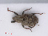  (Bagous limosus - RMNH.INS.543307)  @13 [ ] CreativeCommons - Attribution Non-Commercial Share-Alike (2013) Unspecified Naturalis Biodiversity Center