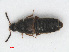 ( - RMNH.INS.543317)  @13 [ ] CreativeCommons - Attribution Non-Commercial Share-Alike (2013) Unspecified Naturalis Biodiversity Center