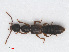  ( - RMNH.INS.543349)  @13 [ ] CreativeCommons - Attribution Non-Commercial Share-Alike (2013) Unspecified Naturalis Biodiversity Center