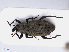  (Bagous nodulosus - RMNH.INS.549594)  @14 [ ] CreativeCommons - Attribution Non-Commercial Share-Alike (2013) Unspecified Naturalis Biodiversity Center