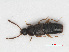  (Mocyta amplicollis - RMNH.INS.552674)  @14 [ ] CreativeCommons - Attribution Non-Commercial Share-Alike (2013) Unspecified Naturalis Biodiversity Center